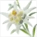 Edelweiss